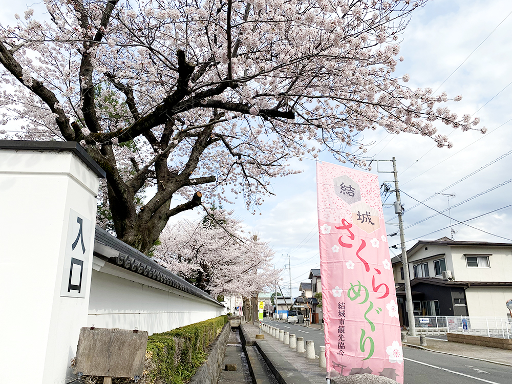 結城さくらめぐり_旧庁舎跡地の写真