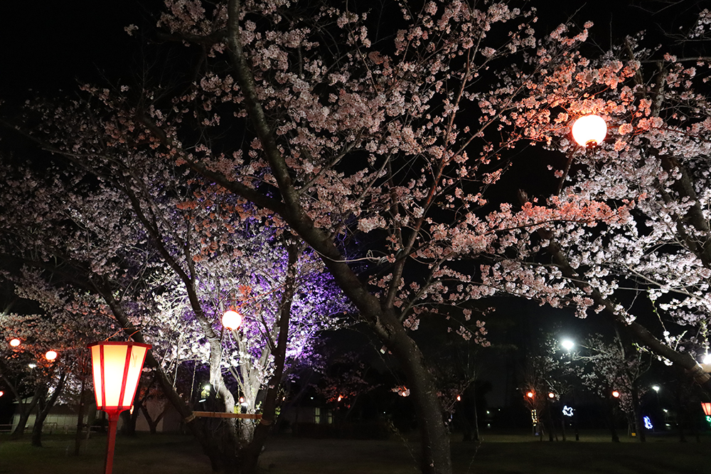 第33回 かみす桜まつり