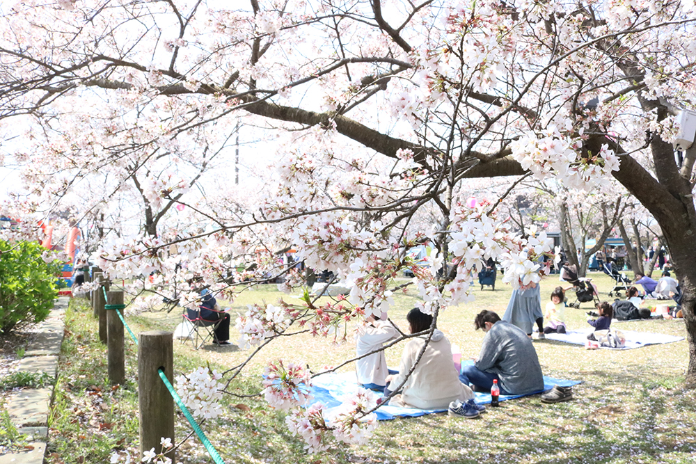 第33回 かみす桜まつり