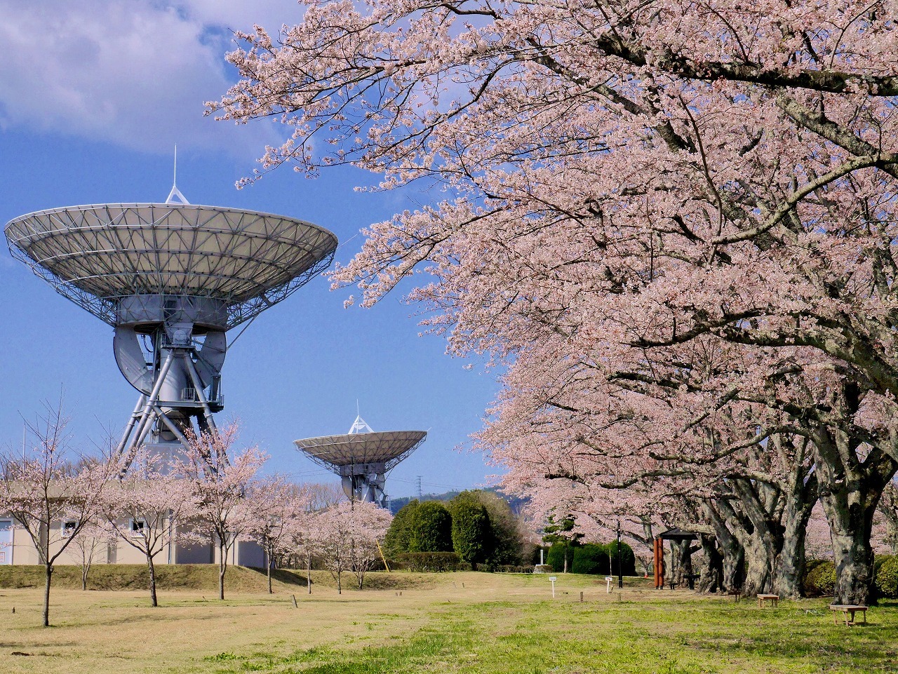 第23回たかはぎ桜まつり