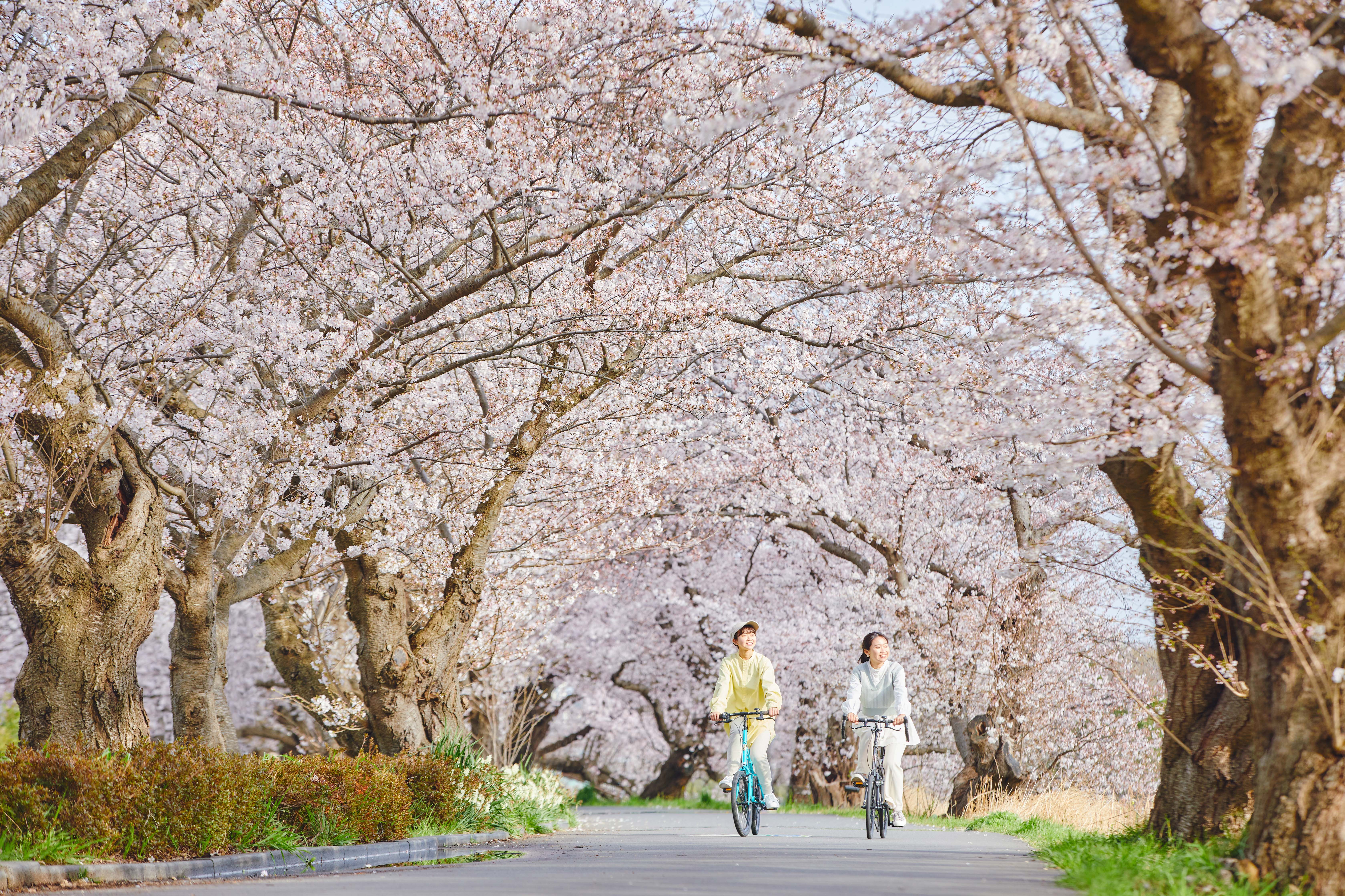 新川までサイクリング