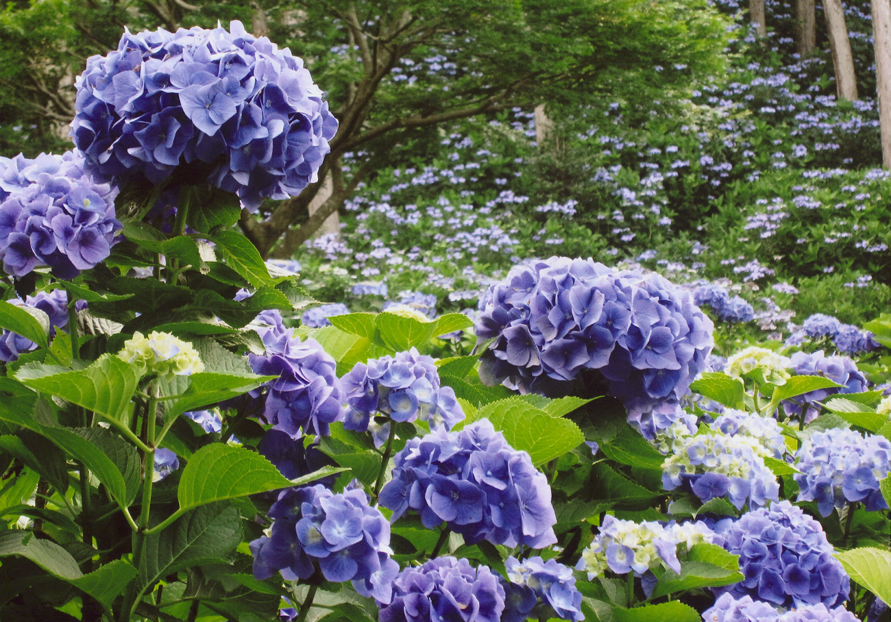 涸沼自然公園あじさいの谷