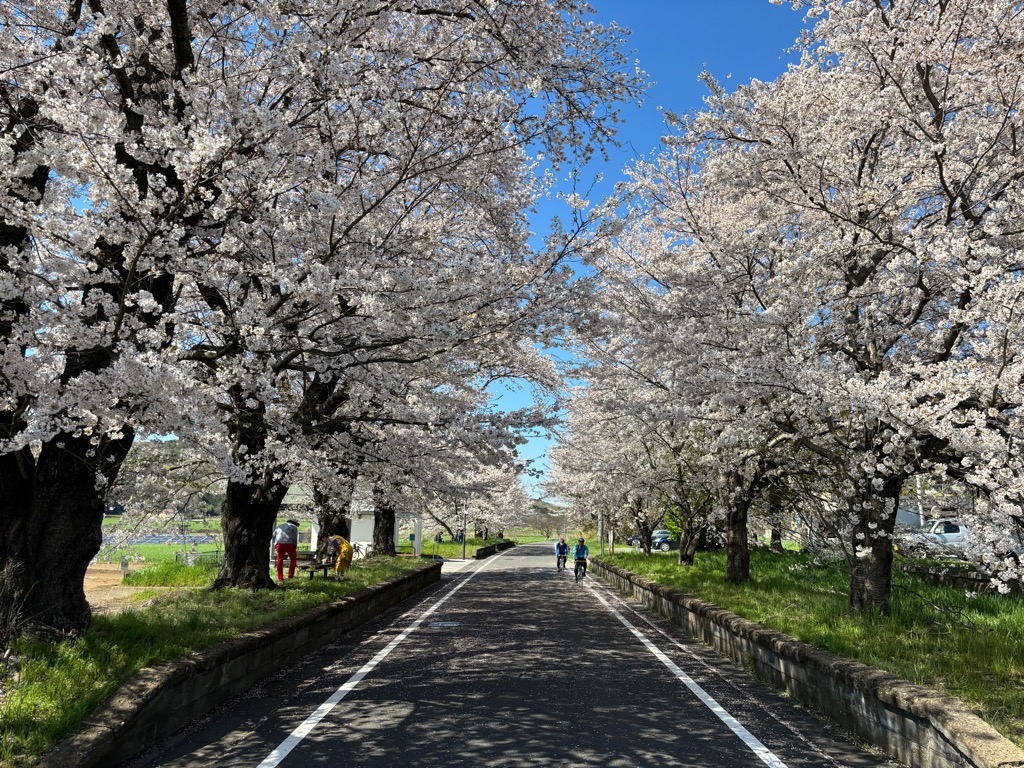 桜川の桜まつり