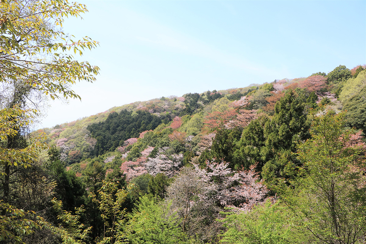 桜川の桜まつり