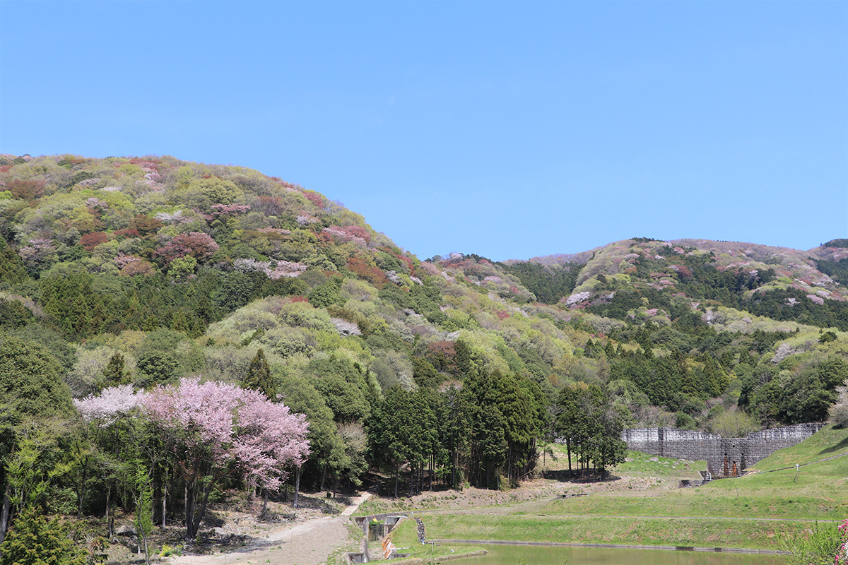 桜川の桜まつり