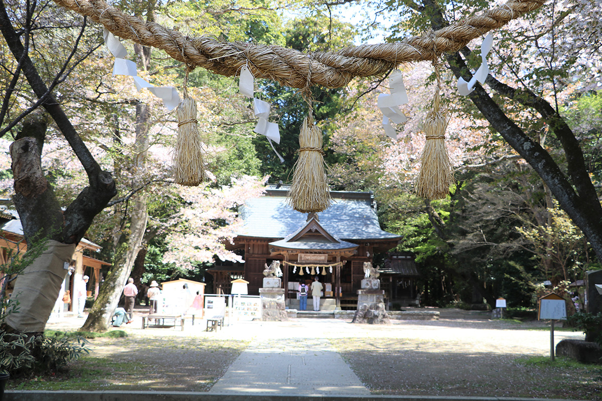 桜川の桜まつり