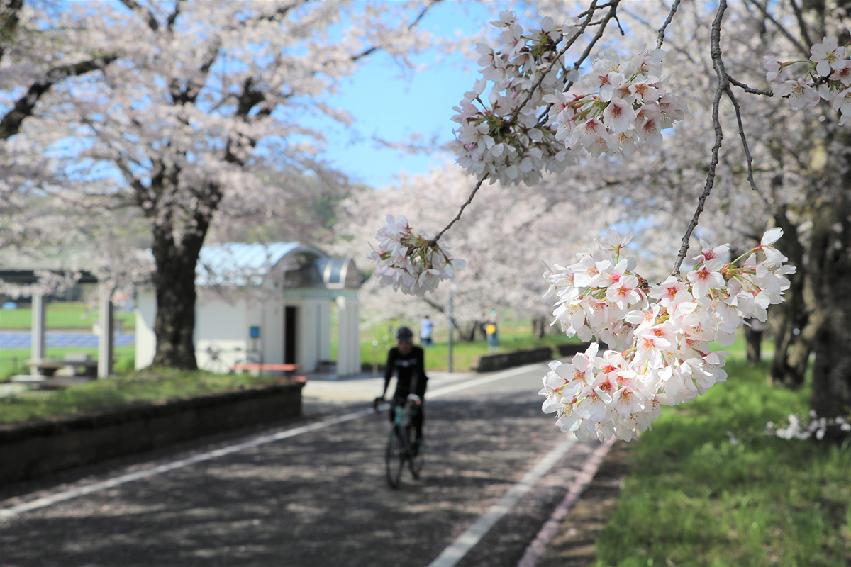 桜川の桜まつり