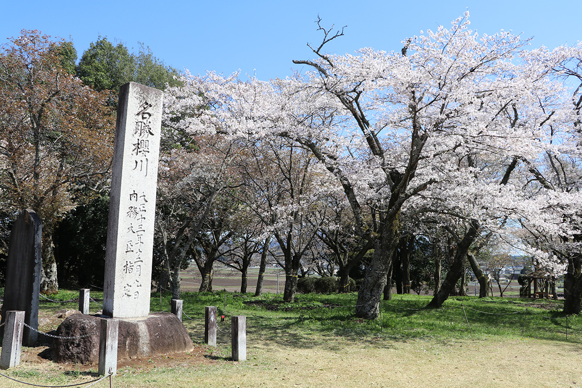 桜川の桜まつり