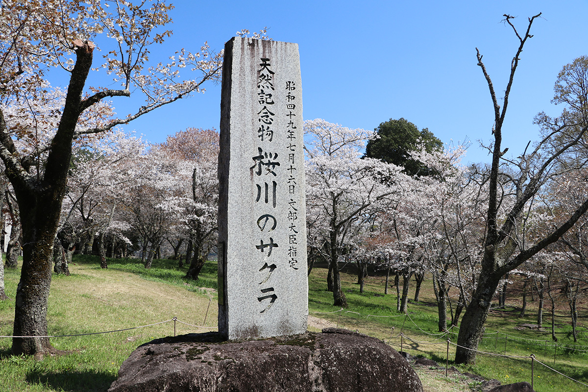 桜川の桜まつり