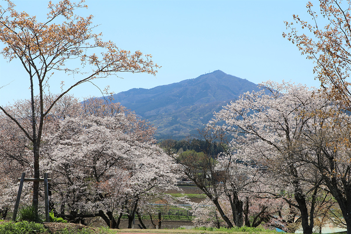 桜川の桜まつり