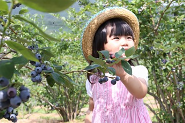 ブルーベリー狩り（ルンルン畑）