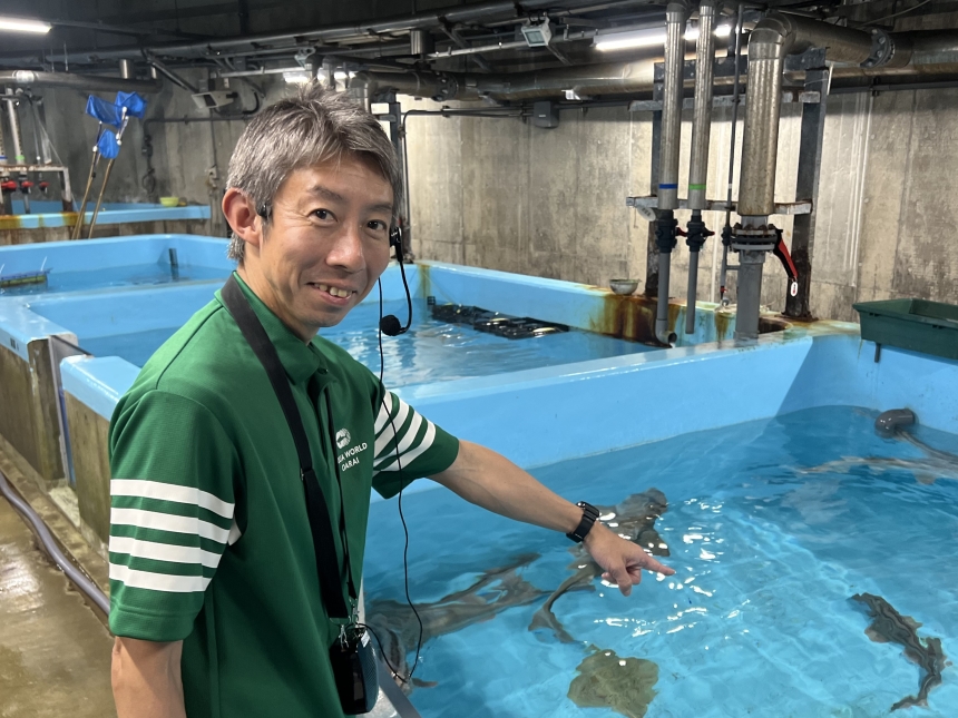 アクアワールド大洗_サメスペシャルツアー