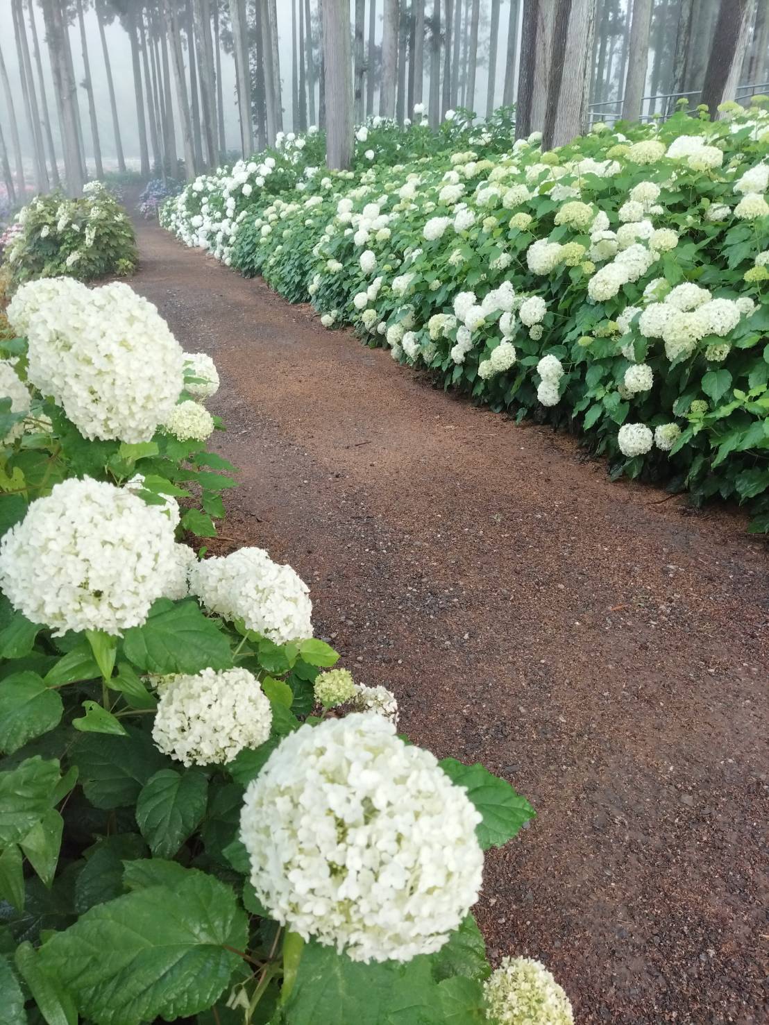 あじさい祭り（北茨城あじさいの森）