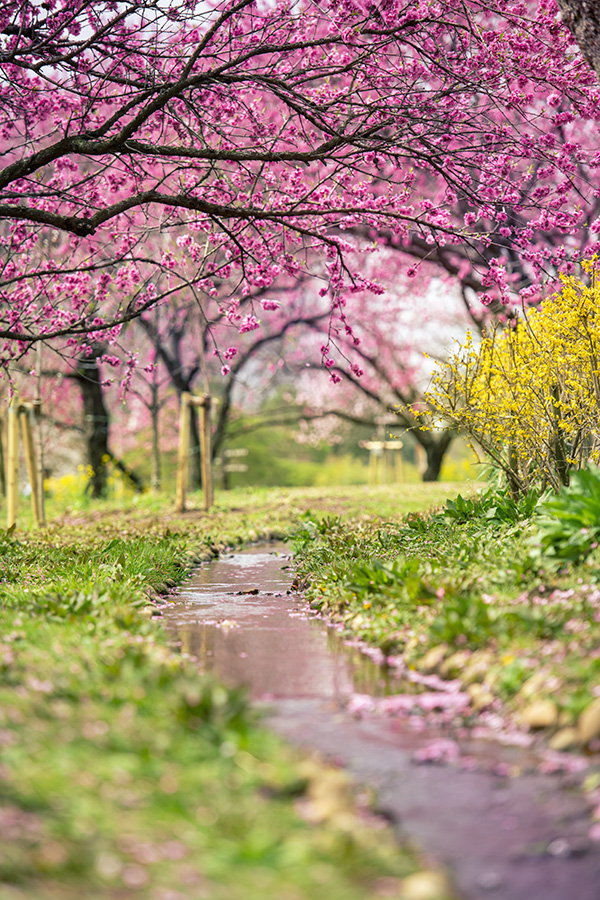 古河桃まつり_2026_03