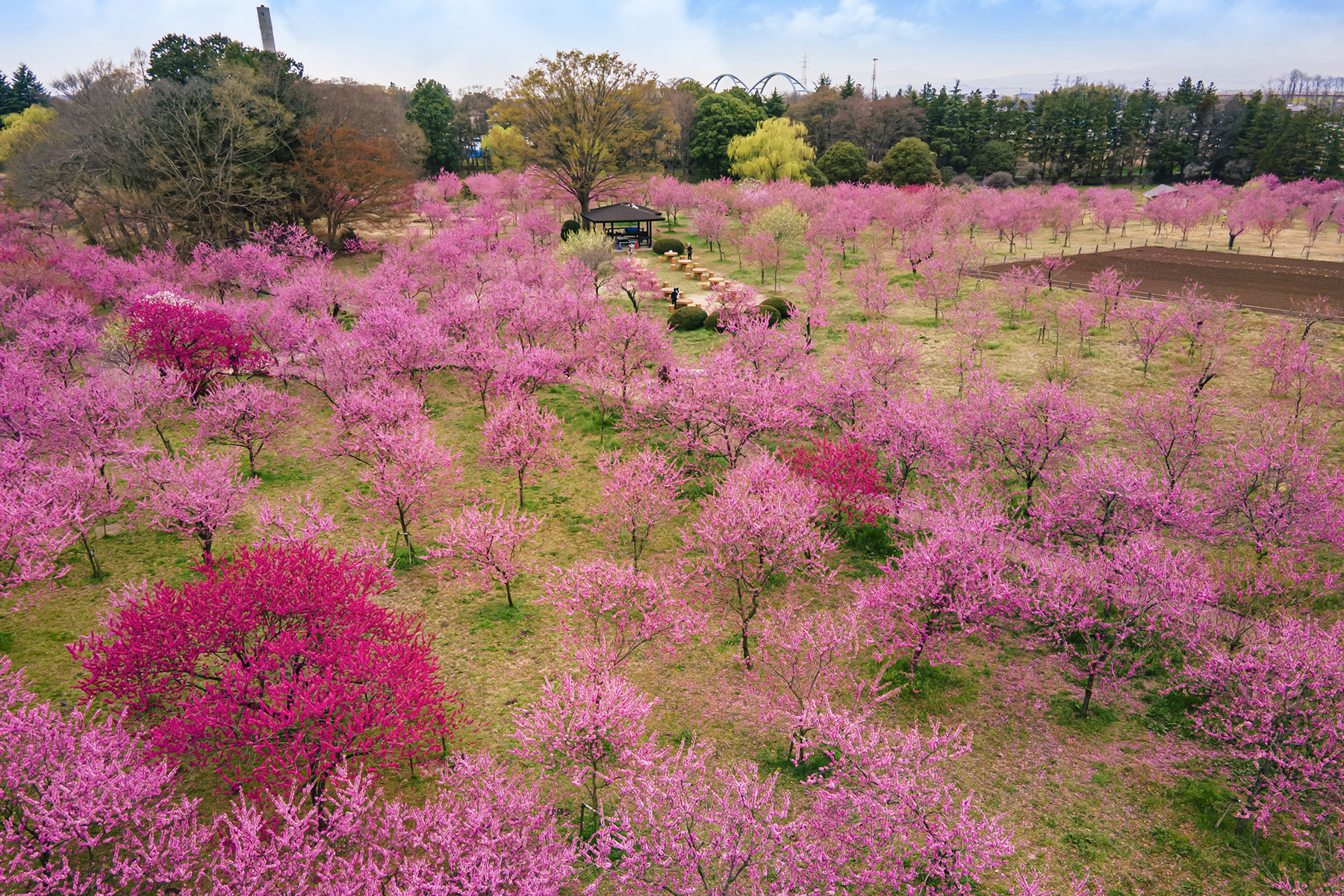 古河桃まつり_2026_02
