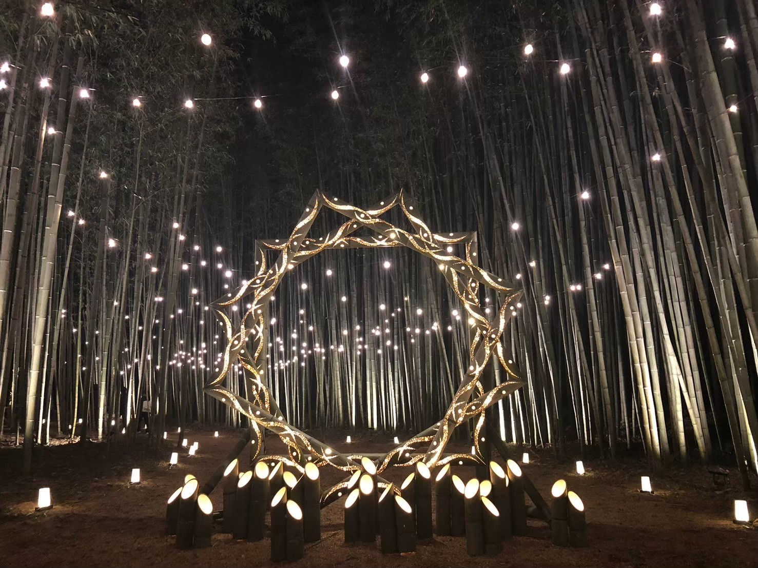 ひたち大宮 DRAGON BAMBOO 20261_1