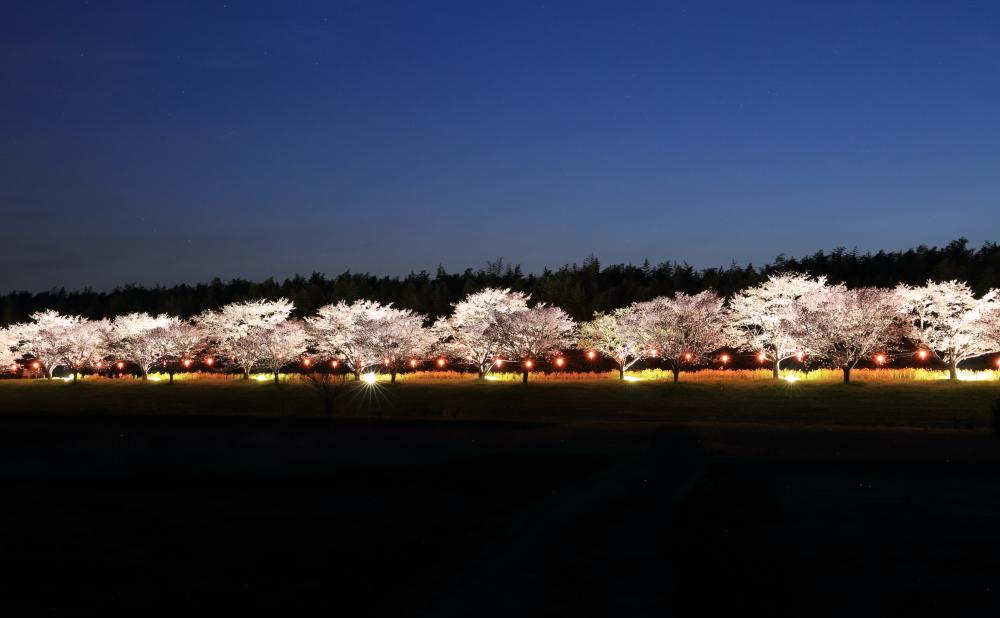 ひたち大宮辰ノ口さくら祭り_2
