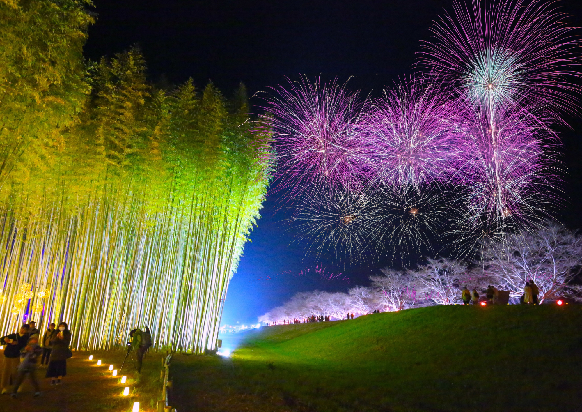 ひたち大宮辰ノ口さくら祭り_1