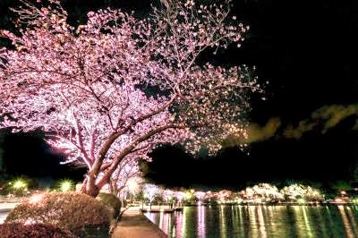 千波湖畔桜のライトアップ