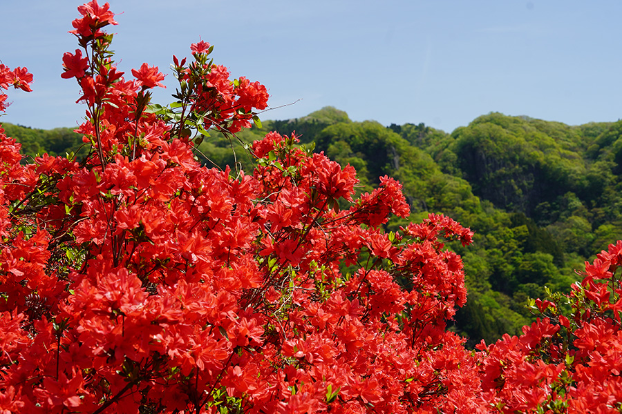 西金つつじヶ丘つつじ祭り_1