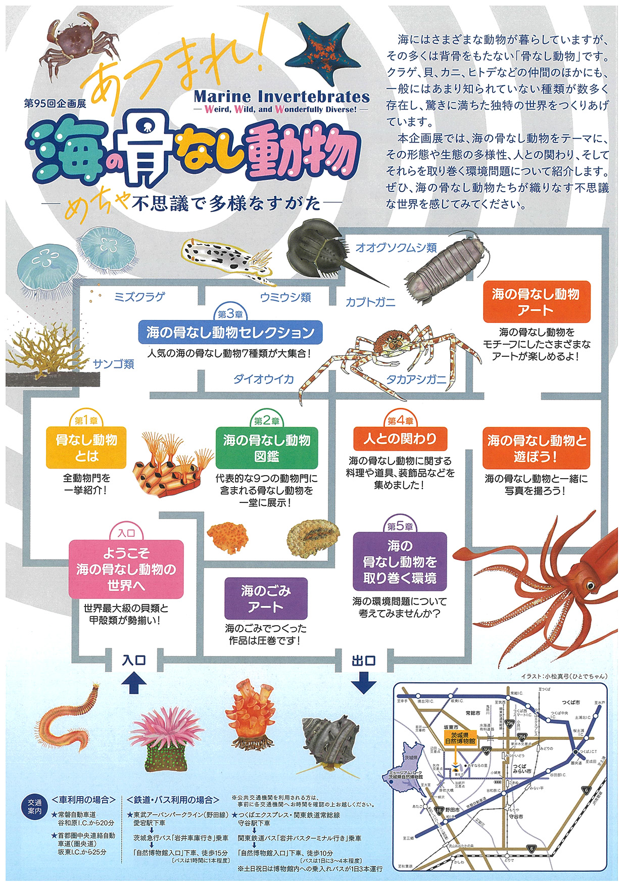 【ミュージアムパーク 茨城県自然博物館】あつまれ!海の骨なし動物-めちゃ不思議で多様なすがた-