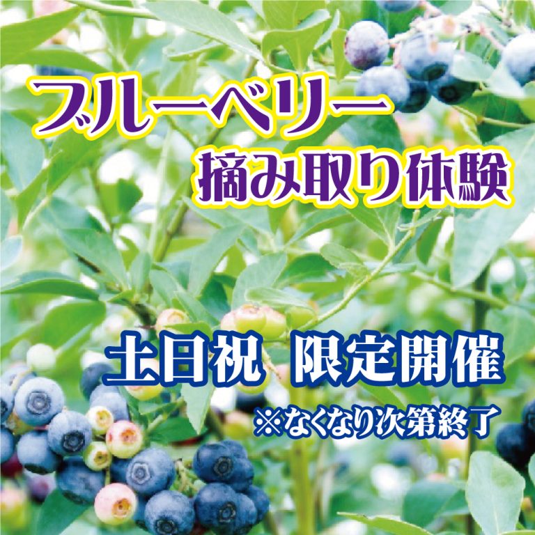 ブルーベリー摘み取り体験