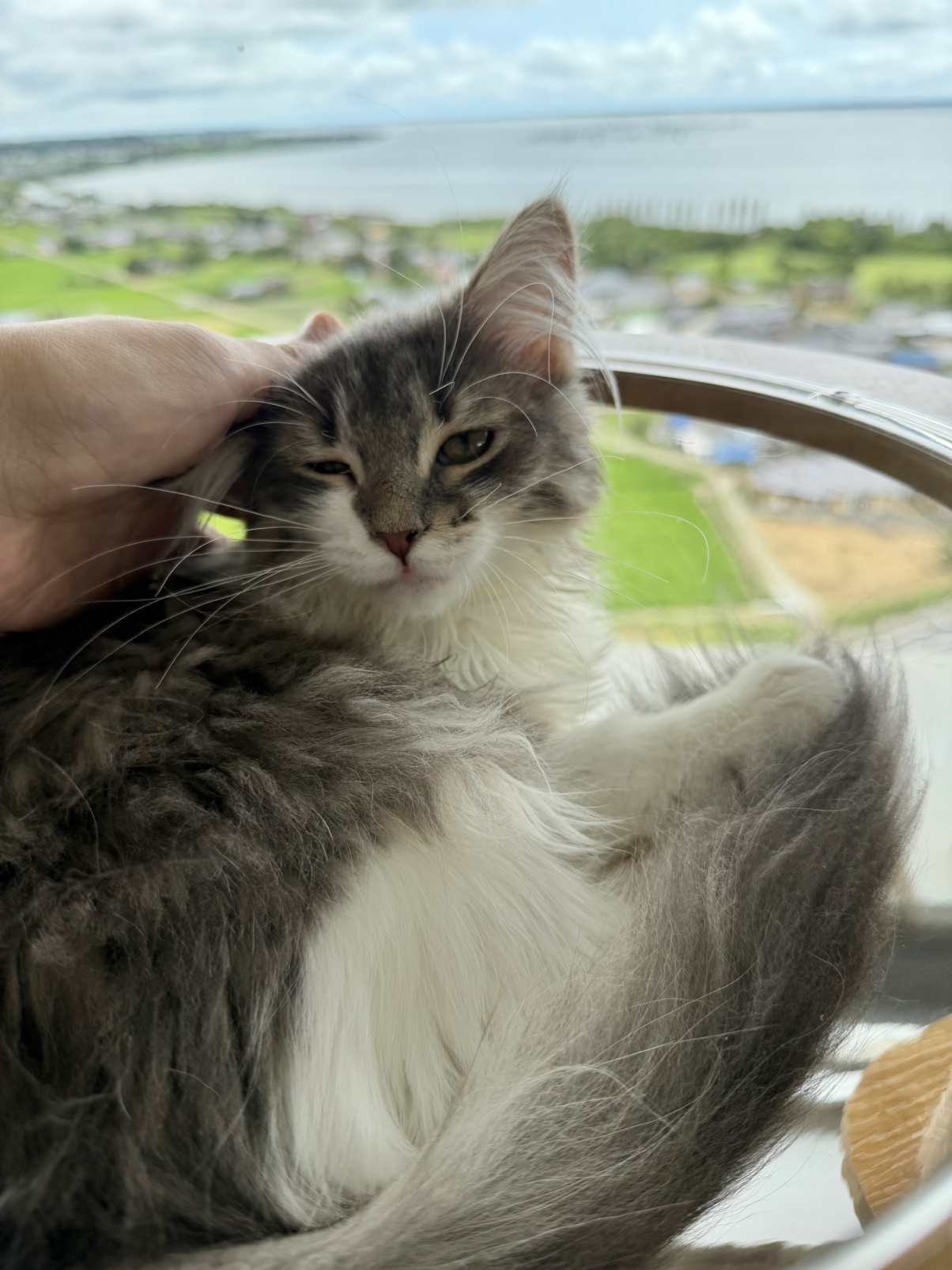 猫③