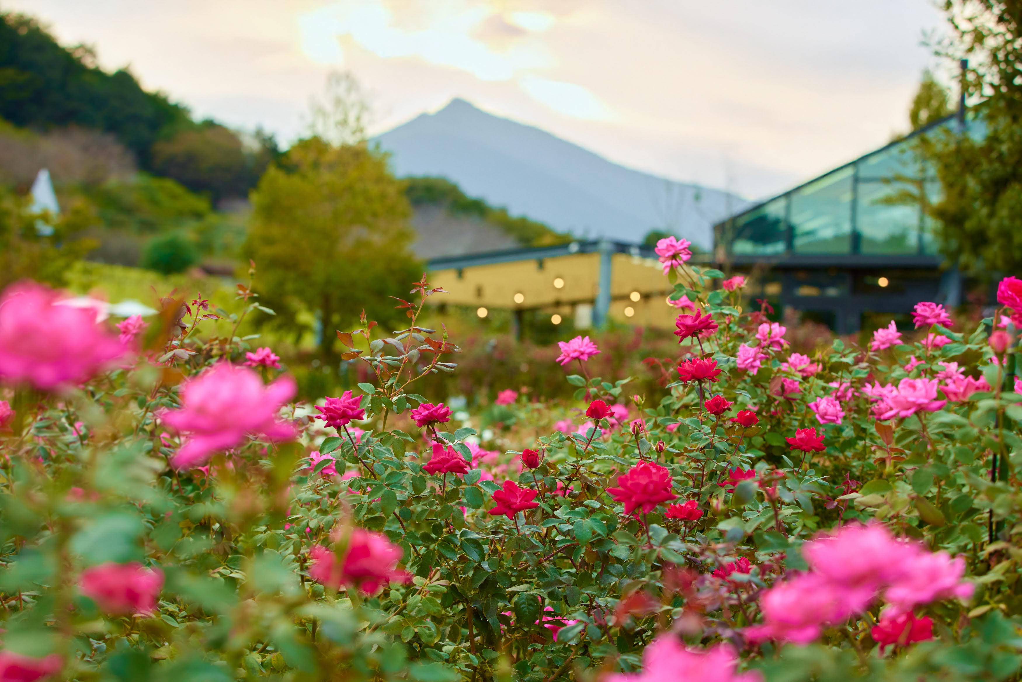 ローズファームリトリート~Autumn Rose Garden Party~6