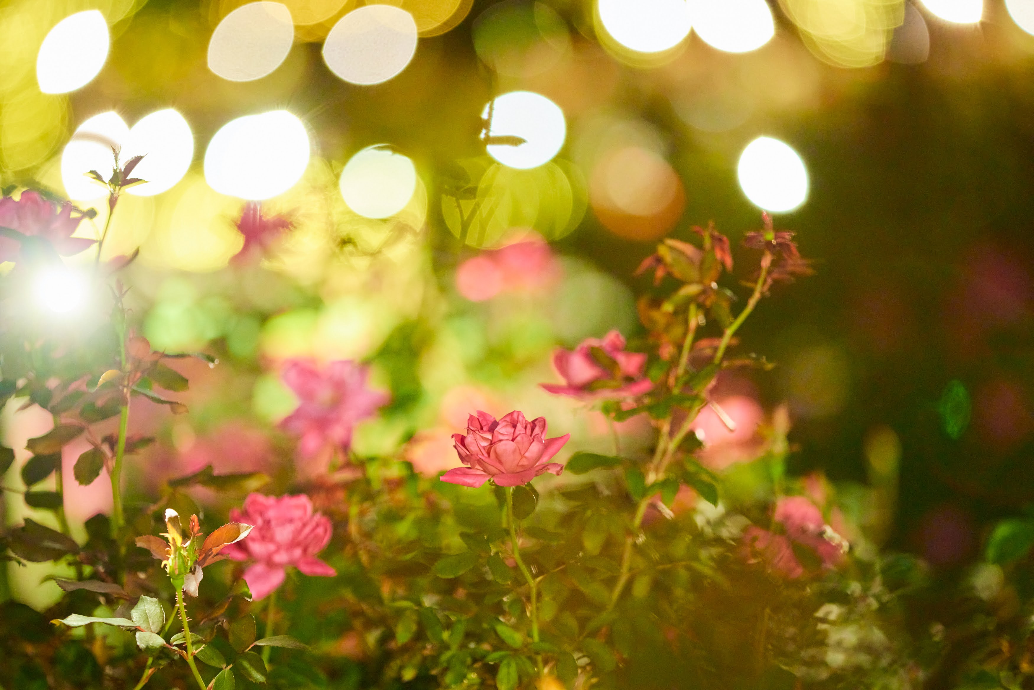 ローズファームリトリート~Autumn Rose Garden Party~1