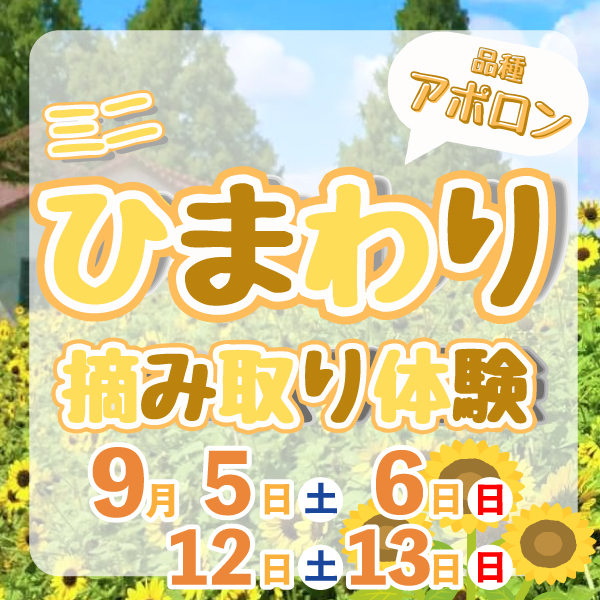 ミニひまわり摘み取り体験
