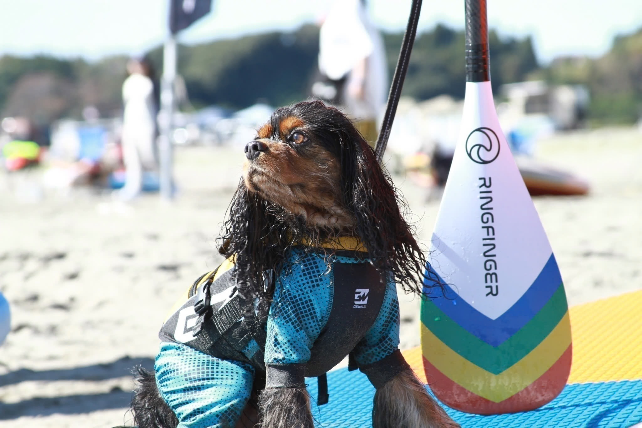 犬SUP