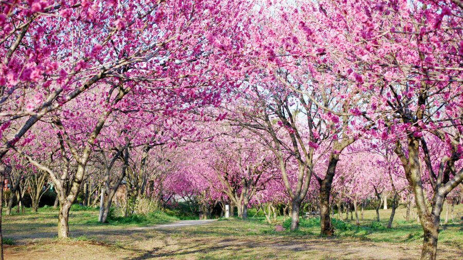 約1,500本の花桃が咲き競う“桃源郷”へ