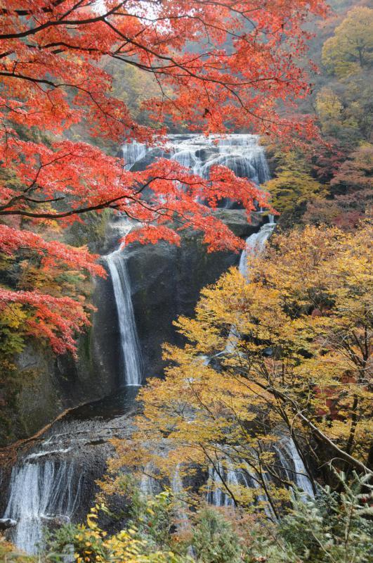 久慈川の支流滝川に架かる袋田の滝は、日本三名瀑に数えられ、高さ120メートル、幅73メートルの大きさを誇ります。 滝の流れが大岩壁を四段に落下することから、別名「四度（よど）の滝｣とも呼ばれ、また一説には、その昔、西行法師がこの地を訪れた際、「この滝は四季に一度ずつ来てみなければ真の風趣は味わえない」と絶賛したことからとも伝えられています。