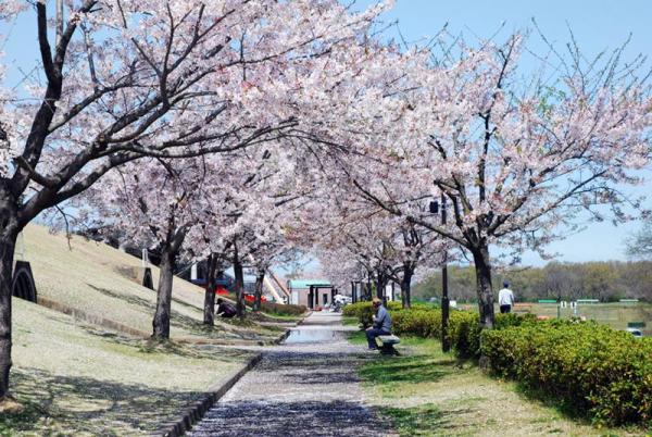 小貝川ふれあい公園_小貝川の土手の桜