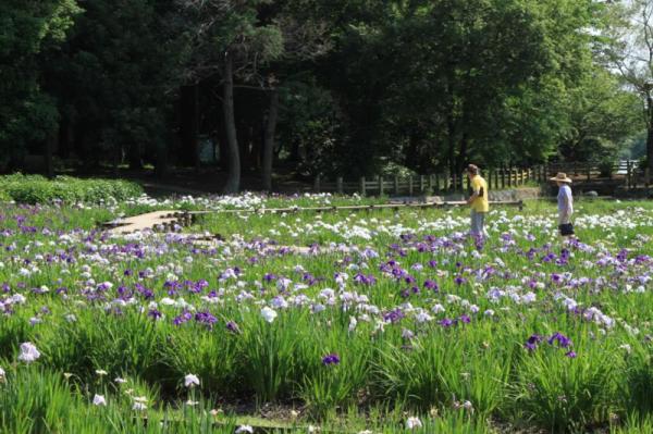 砂沼広域公園_観桜苑