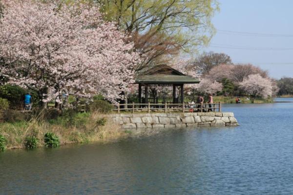 砂沼広域公園_遊歩道