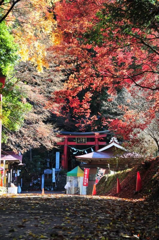 紅葉と神社