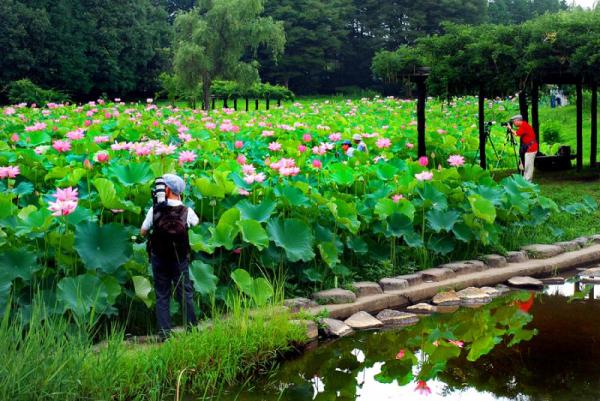 古河公方公園(古河総合公園)_大賀ハス