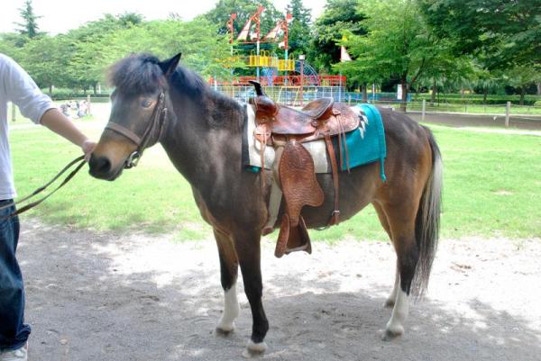 ネーブルパーク_引き馬のポニー