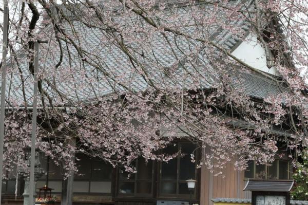 歓喜寺の江戸彼岸桜_枝垂れ桜のような趣