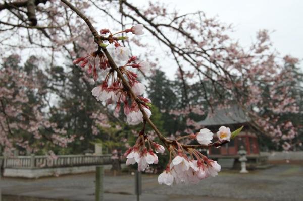 歓喜寺の江戸彼岸桜_様々な表情