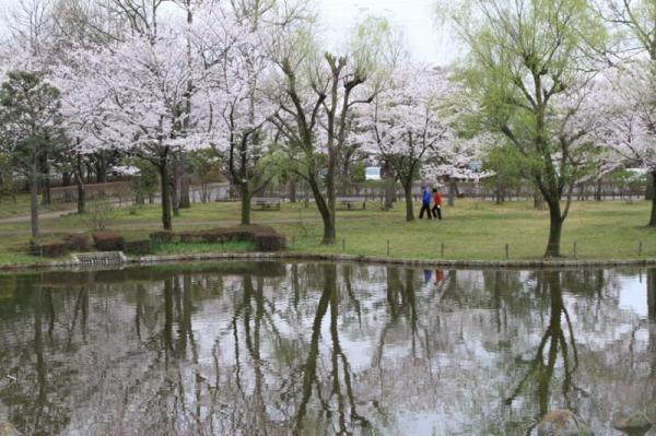 八坂総合公園_池に映る桜