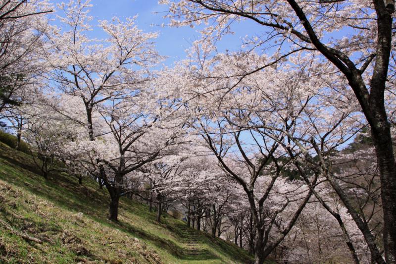 花貫さくら公園002