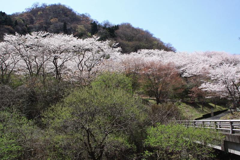 花貫さくら公園003