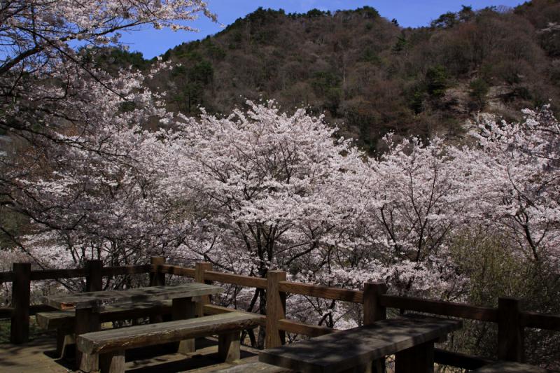 花貫さくら公園001