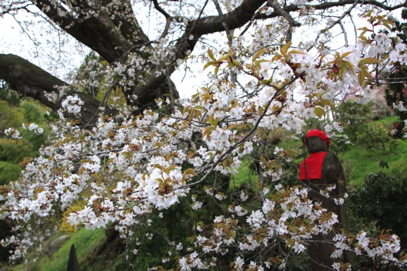 薄いピンク色の桜