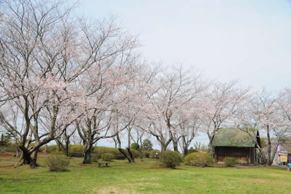 サンプル画像2