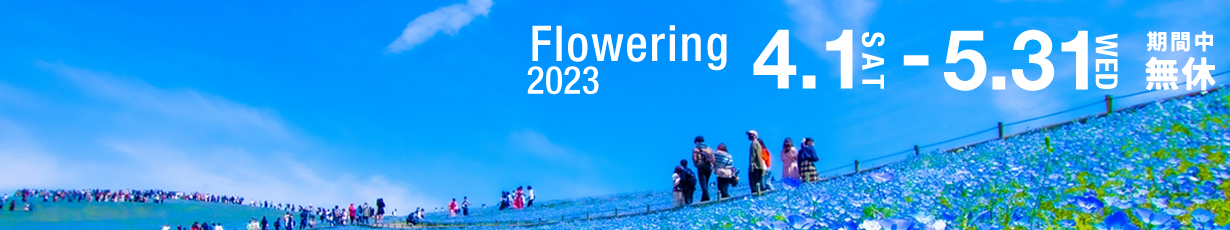 ネモフィラ2023バナー01