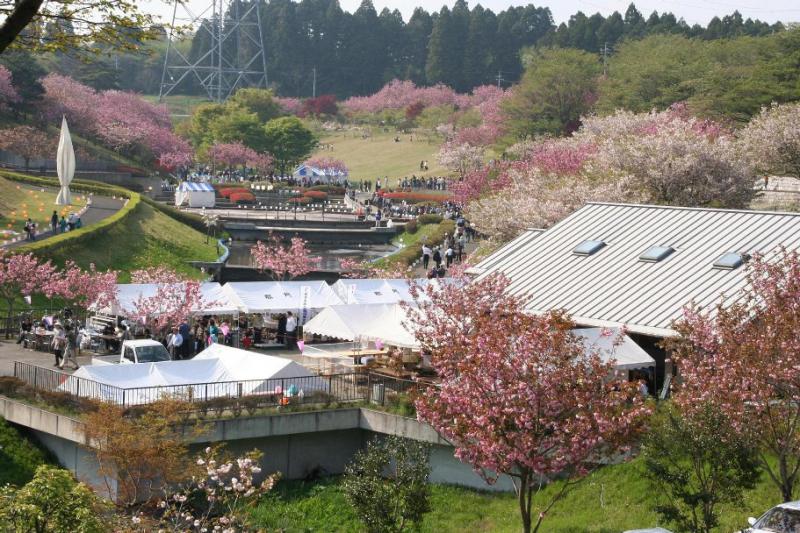 八重桜まつり