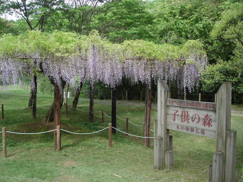 県民の森